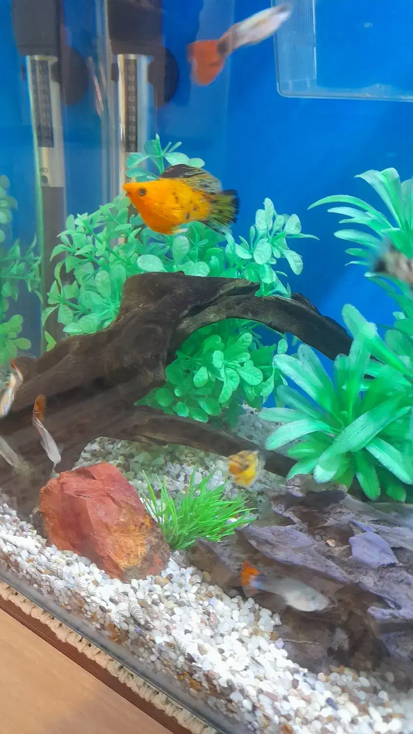 ماهی گیاهخوار وبچه ماهی|ماهی|کرج, شاهین‌ویلا|دیوار