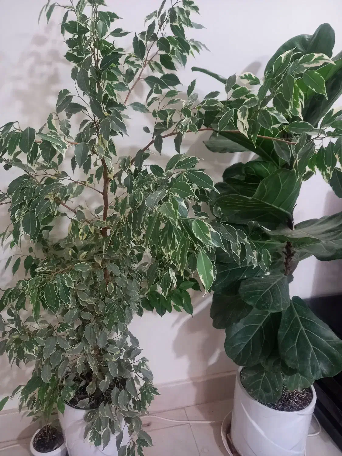 گل طبیعی|گل و گیاه طبیعی|تربتحیدریه, ۴۵ متری|دیوار