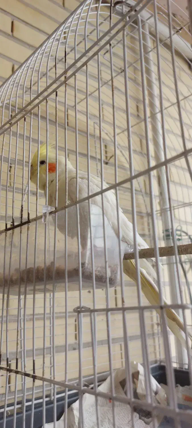 عروس هلندی|پرنده|سیرجان, |دیوار