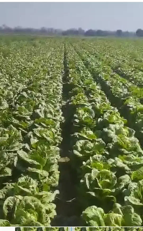 کاهو فله درجه یک قیمت روز|خدمات باغبانی و درختکاری|دزفول, |دیوار