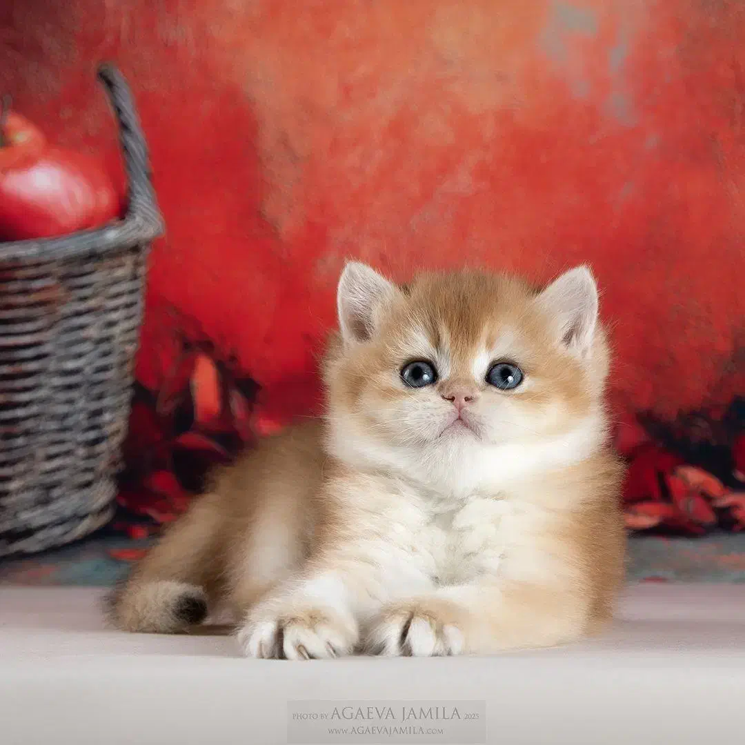 مجموعه گربه های نژاد دار ( پرشین بریتیش اسکاتیش )|گربه|گنبد کاووس, |دیوار