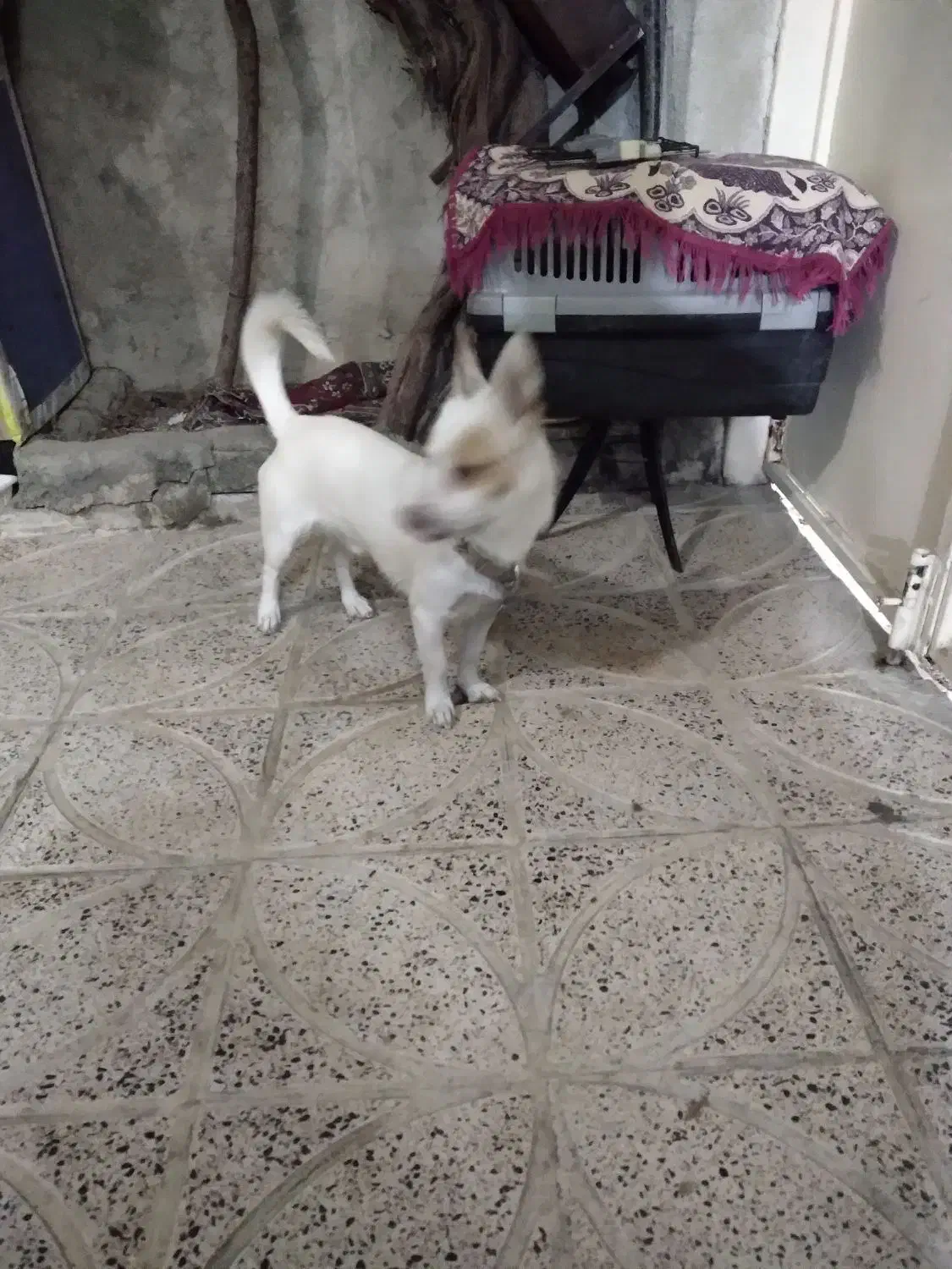 سگ پاکوتاه|سگ|شهریار, شهرک امیریه|دیوار