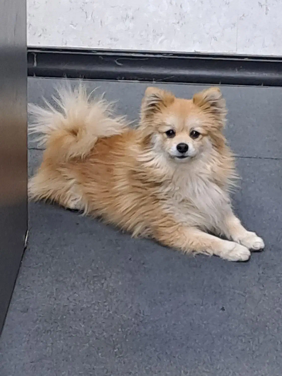 واگذاری|سگ|تهران, درختی|دیوار