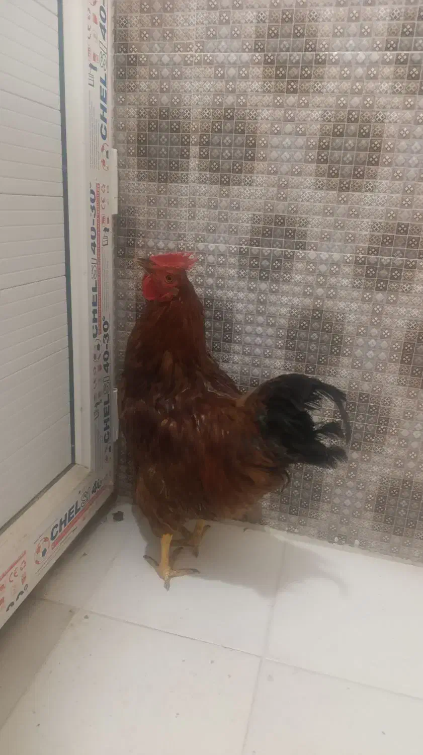 فروش یک عدد خروس|حیوانات مزرعه|جم, |دیوار