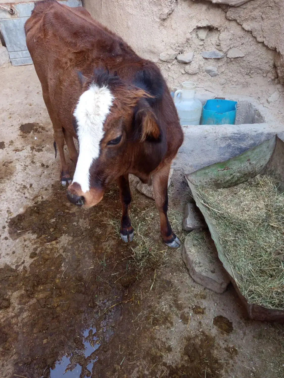 شش تا گاو گوساله بومی|حیوانات مزرعه|ماهنشان, |دیوار