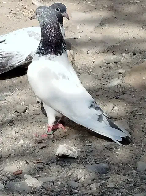 نر وماده پیور فروشی|پرنده|ایرانشهر, |دیوار