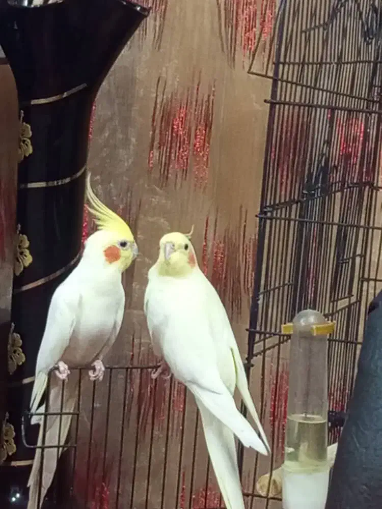 عروس هلندی لوتینا|پرنده|یزد, |دیوار