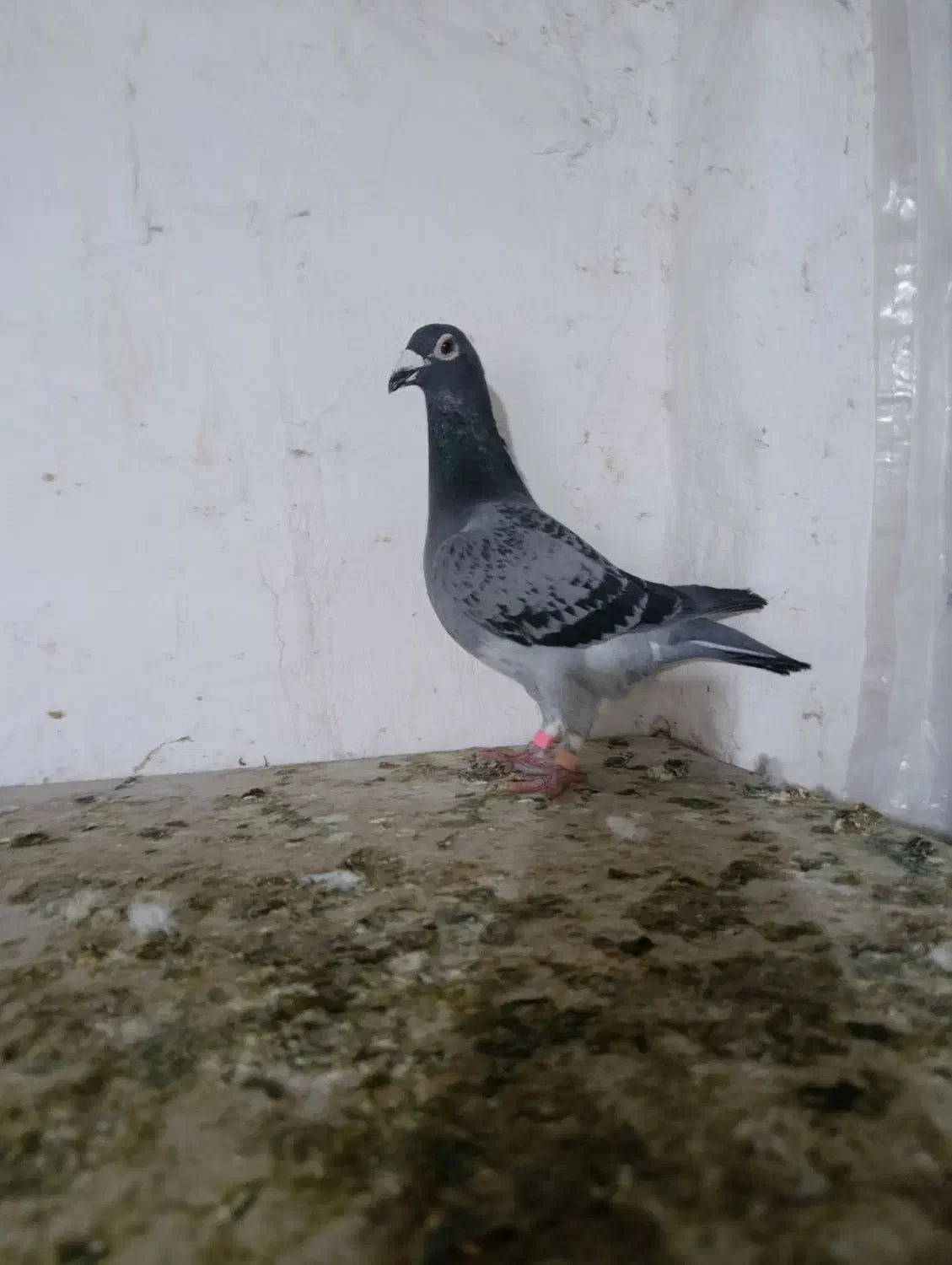 کبوتر|پرنده|نگین شهر, |دیوار