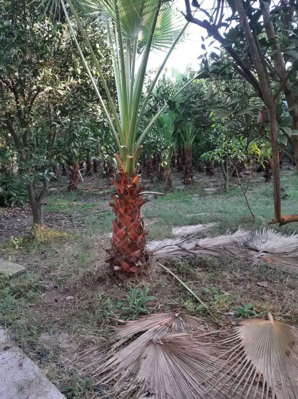 فزوش درختچه پالم|گل و گیاه طبیعی|آمل, |دیوار