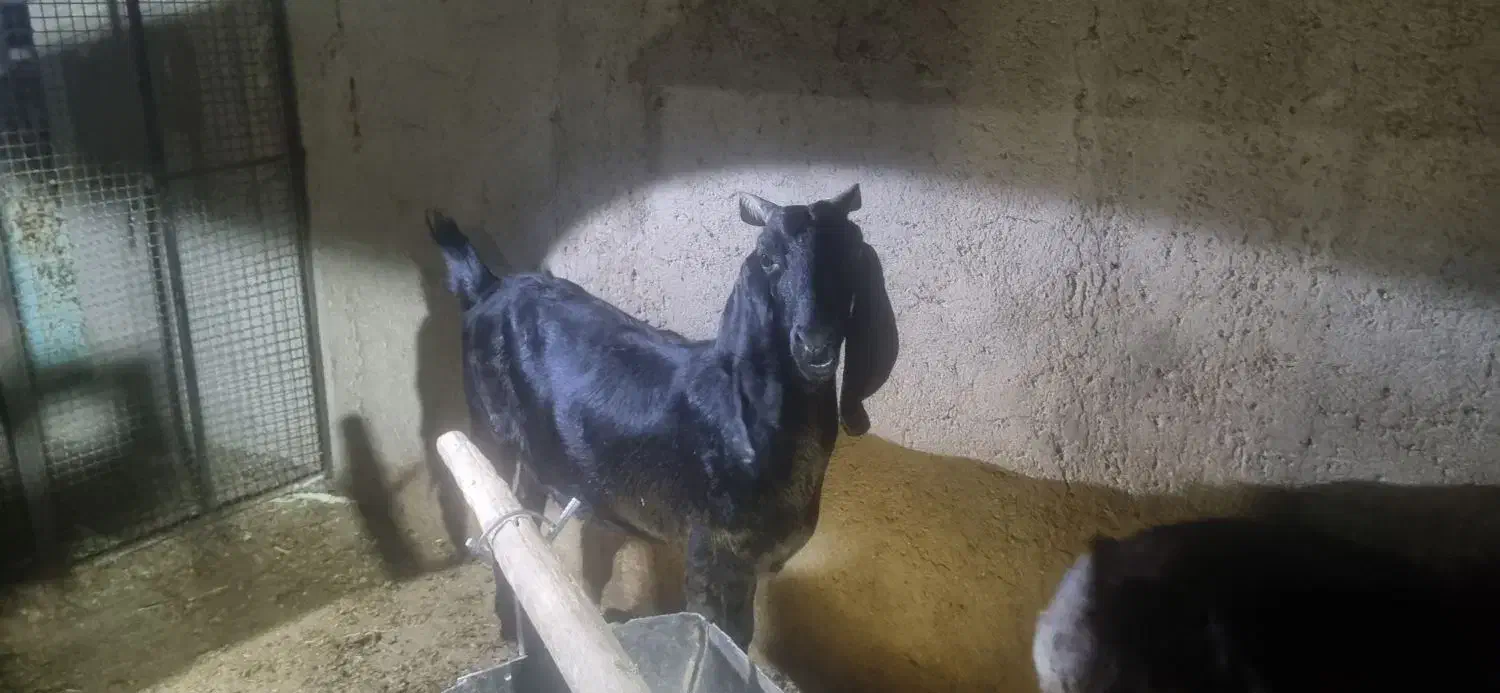 فروشی کهره نر چاق|حیوانات مزرعه|نی‌ریز, |دیوار