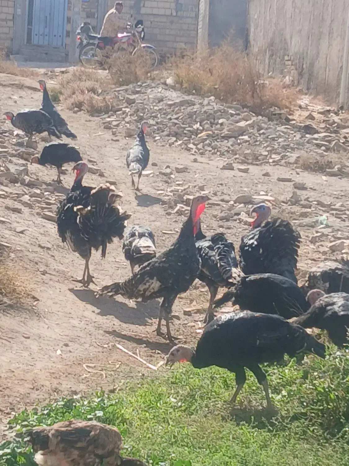 بوقلمون نر و ماده به قیمتهای مناسب|حیوانات مزرعه|الوند, |دیوار