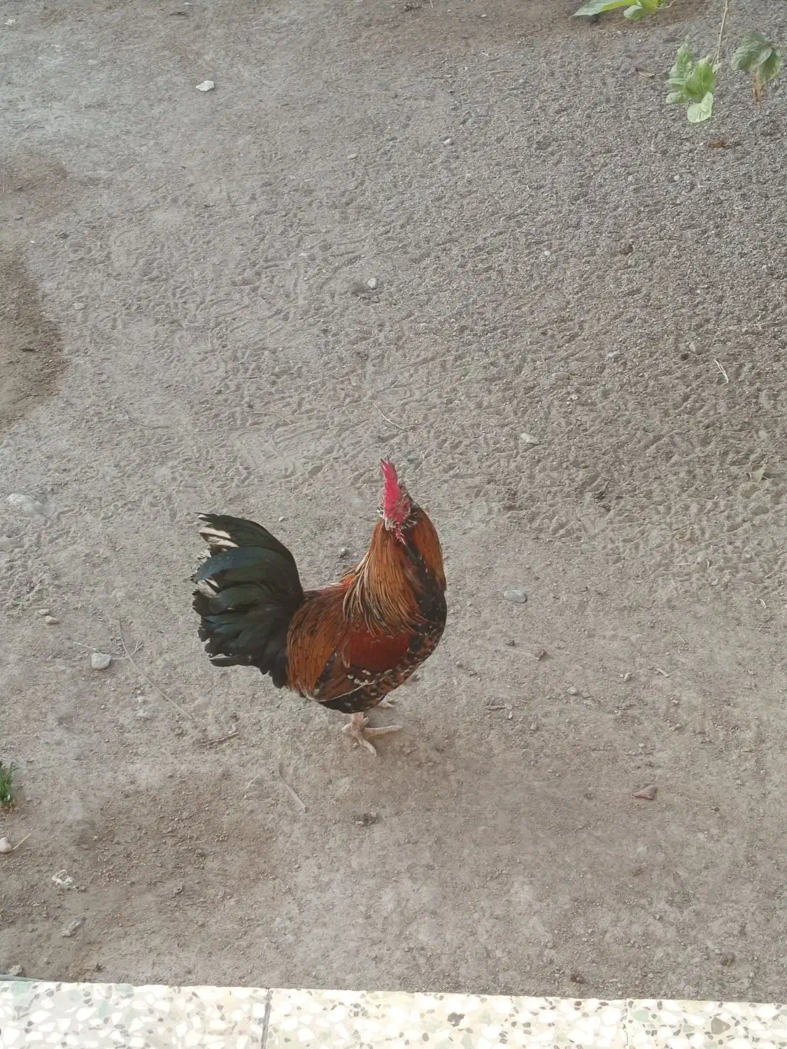 مرغ وخروس پاکوتاه|حیوانات مزرعه|بندرعباس, |دیوار