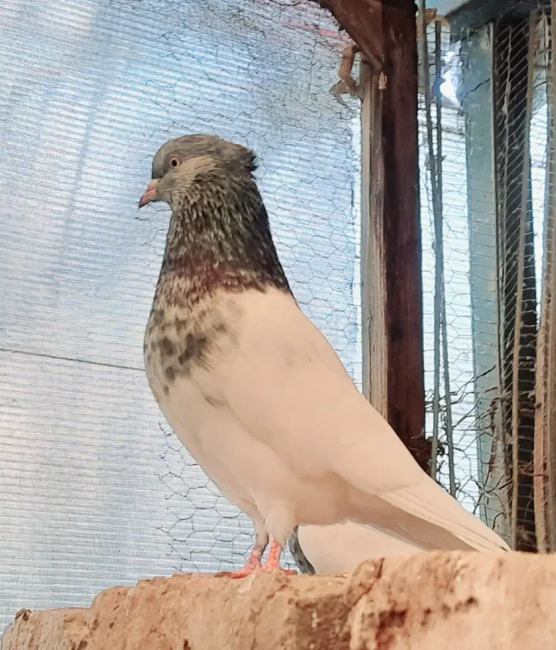 کبوتر کله سبز و هفترنگ نر و ماده و جوجه|پرنده|مشهد, شهرک ابوذر|دیوار