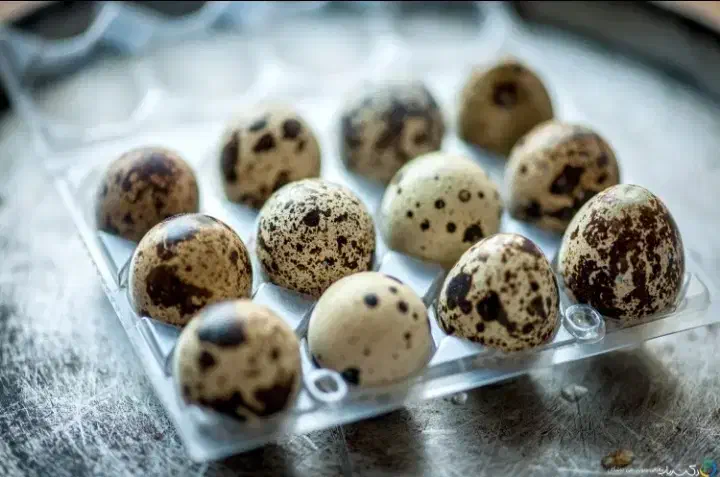 تخم بلدرچین|خوردنی و آشامیدنی|شیروان (خراسان), |دیوار