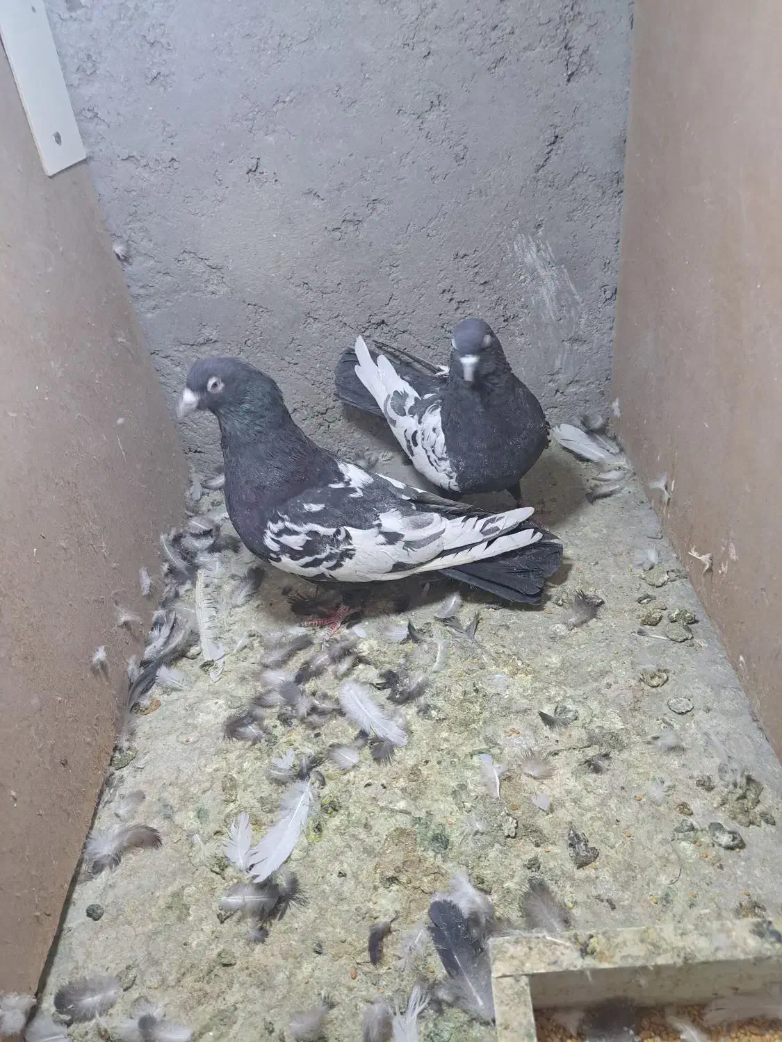 ۴ جفت سینه ای|پرنده|کرمان, |دیوار