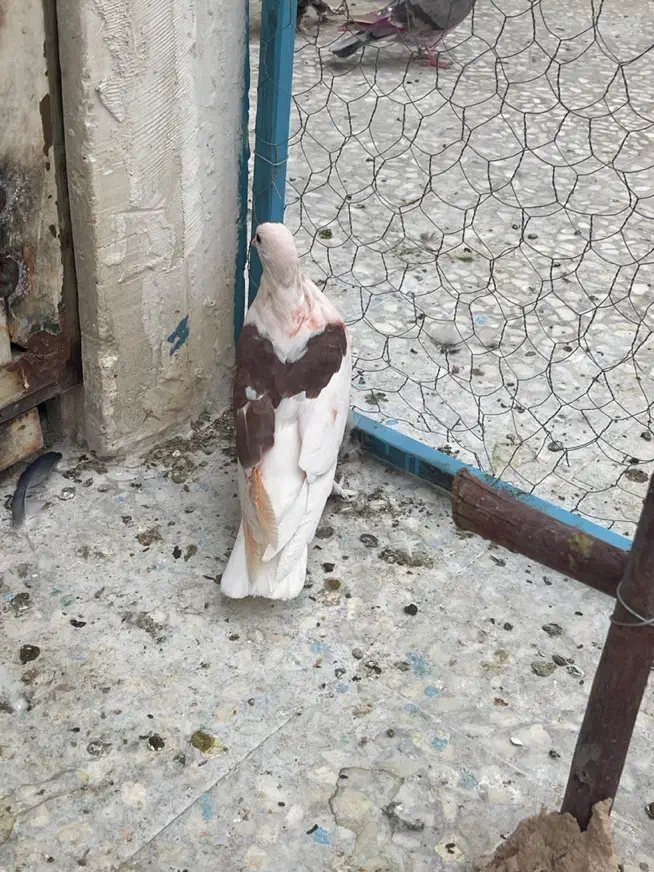 کبوتر گمشده|پرنده|قم, انصار‌الحسین|دیوار