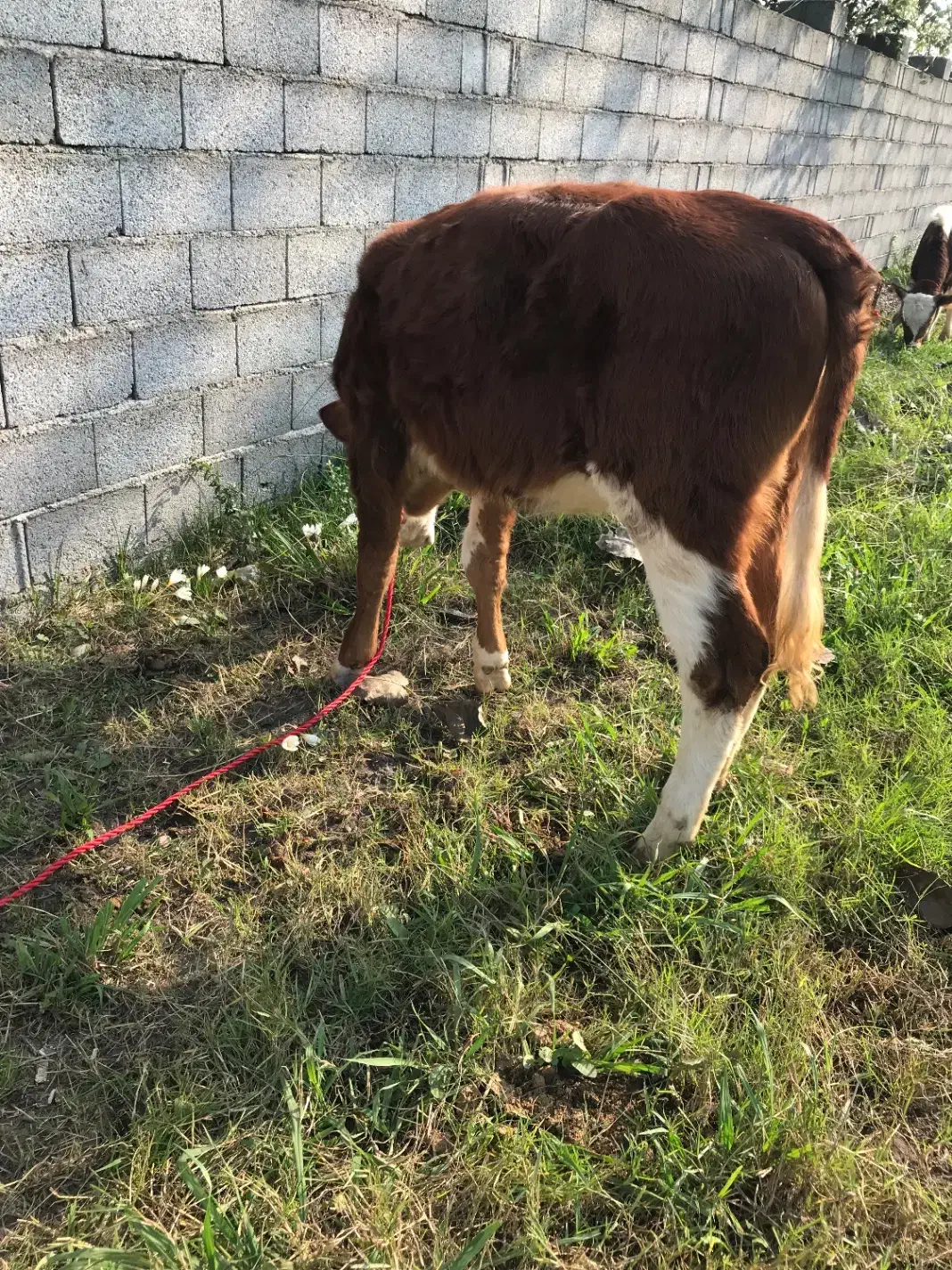 گاو تلیسه سمینتال اصیل|حیوانات مزرعه|رشت, باهنر|دیوار