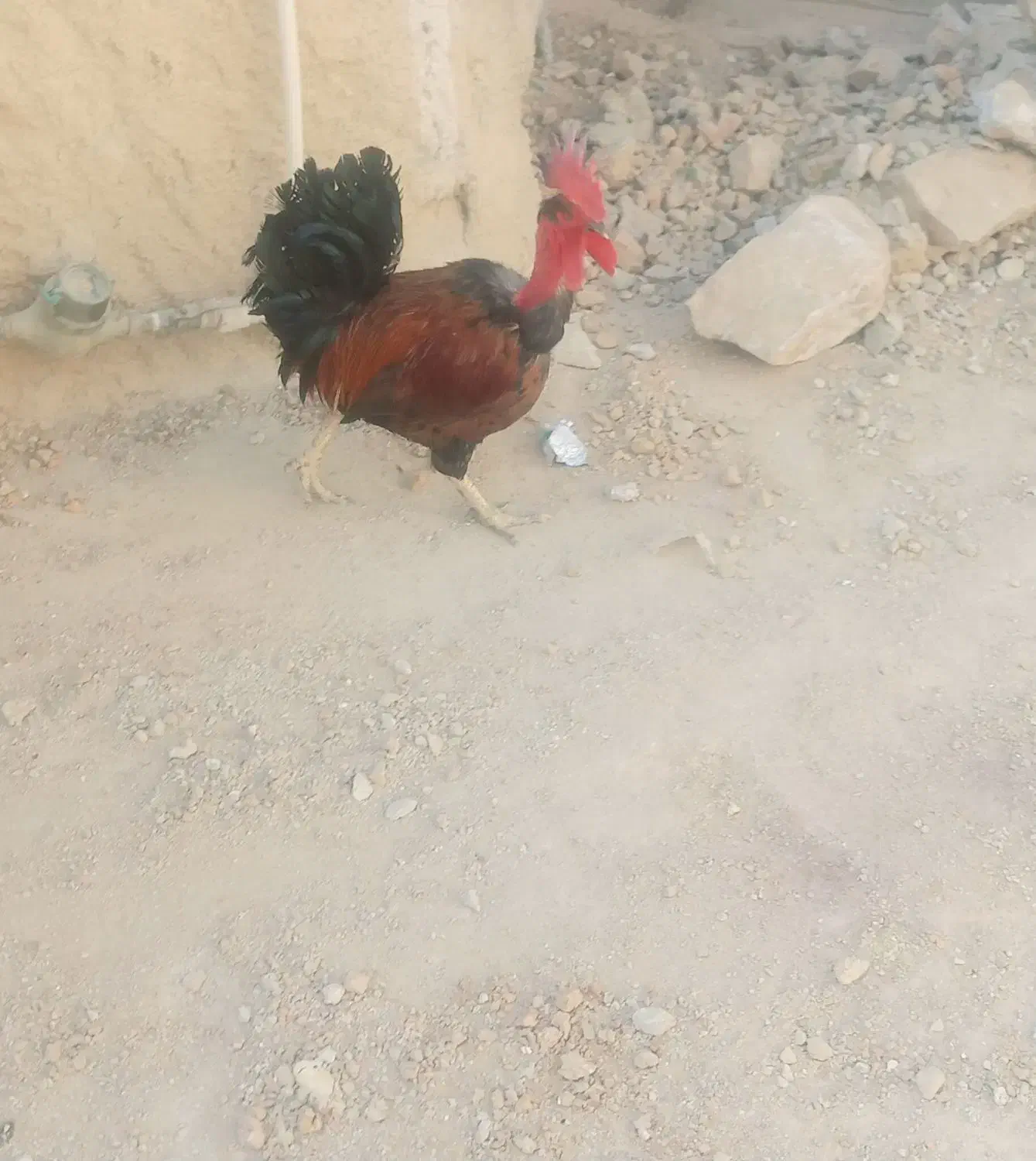 خروس|حیوانات مزرعه|دهدشت, |دیوار