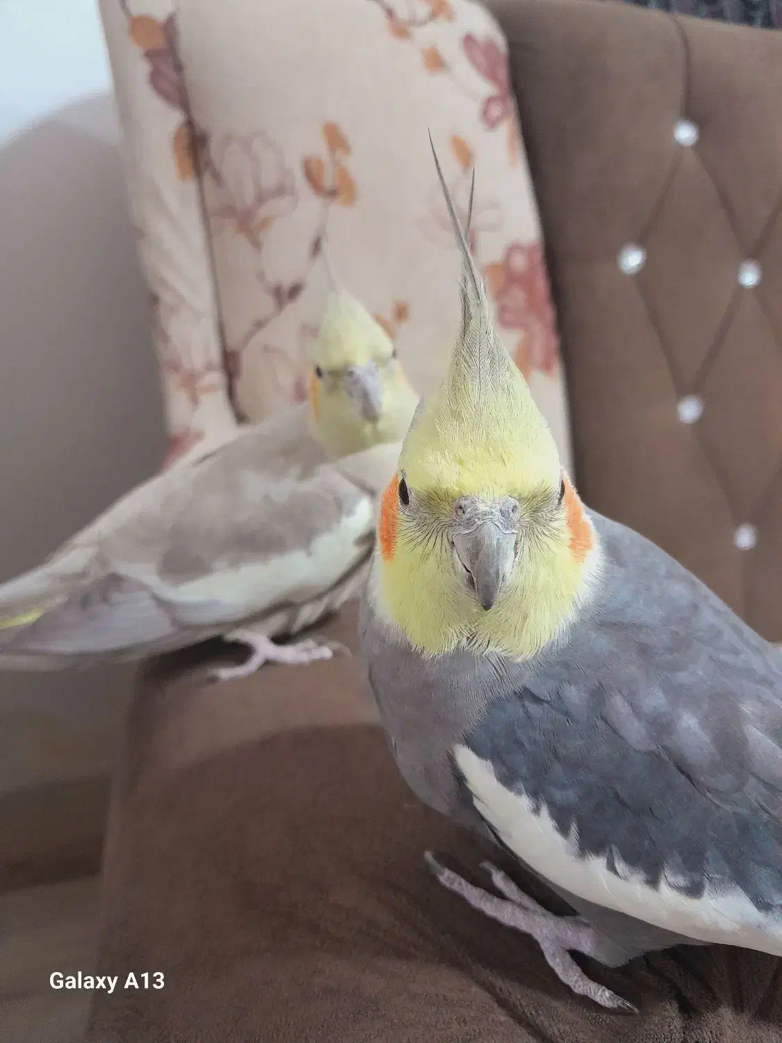 عروس هلندی مولد اهلی وسخن گو|پرنده|ماکو, |دیوار