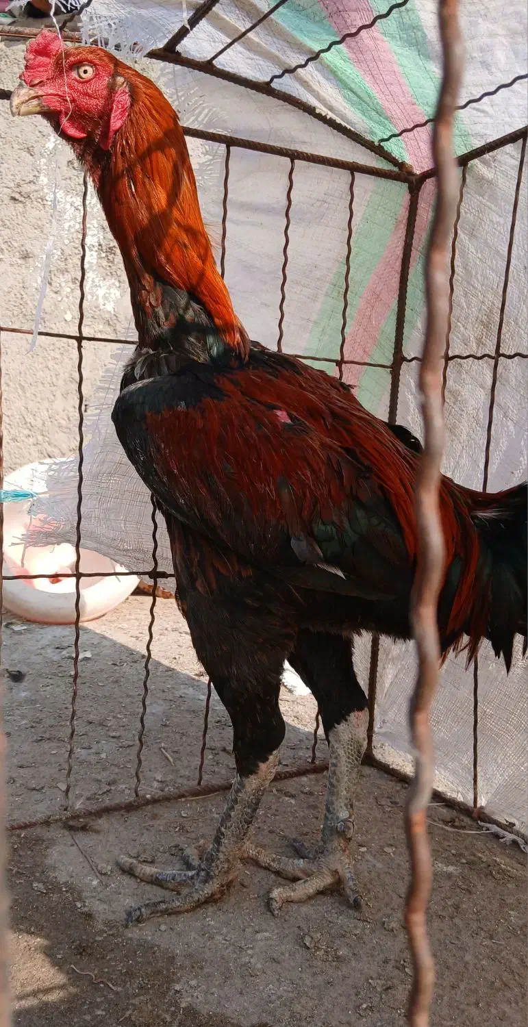 خروس لاری|حیوانات مزرعه|فاضل آباد, |دیوار