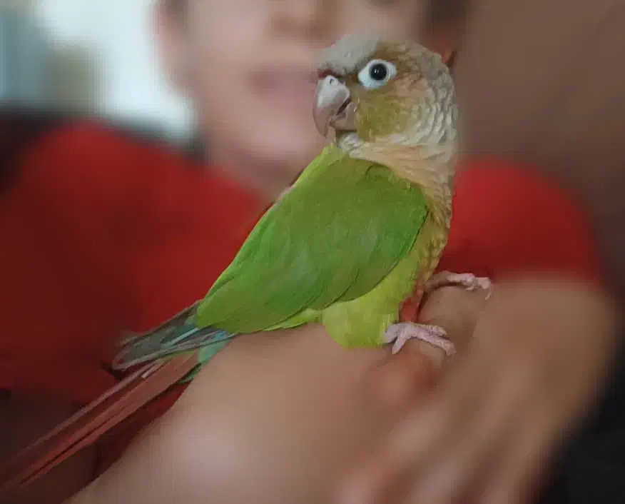 گمشده|پرنده|تهران, ائمه اطهار|دیوار