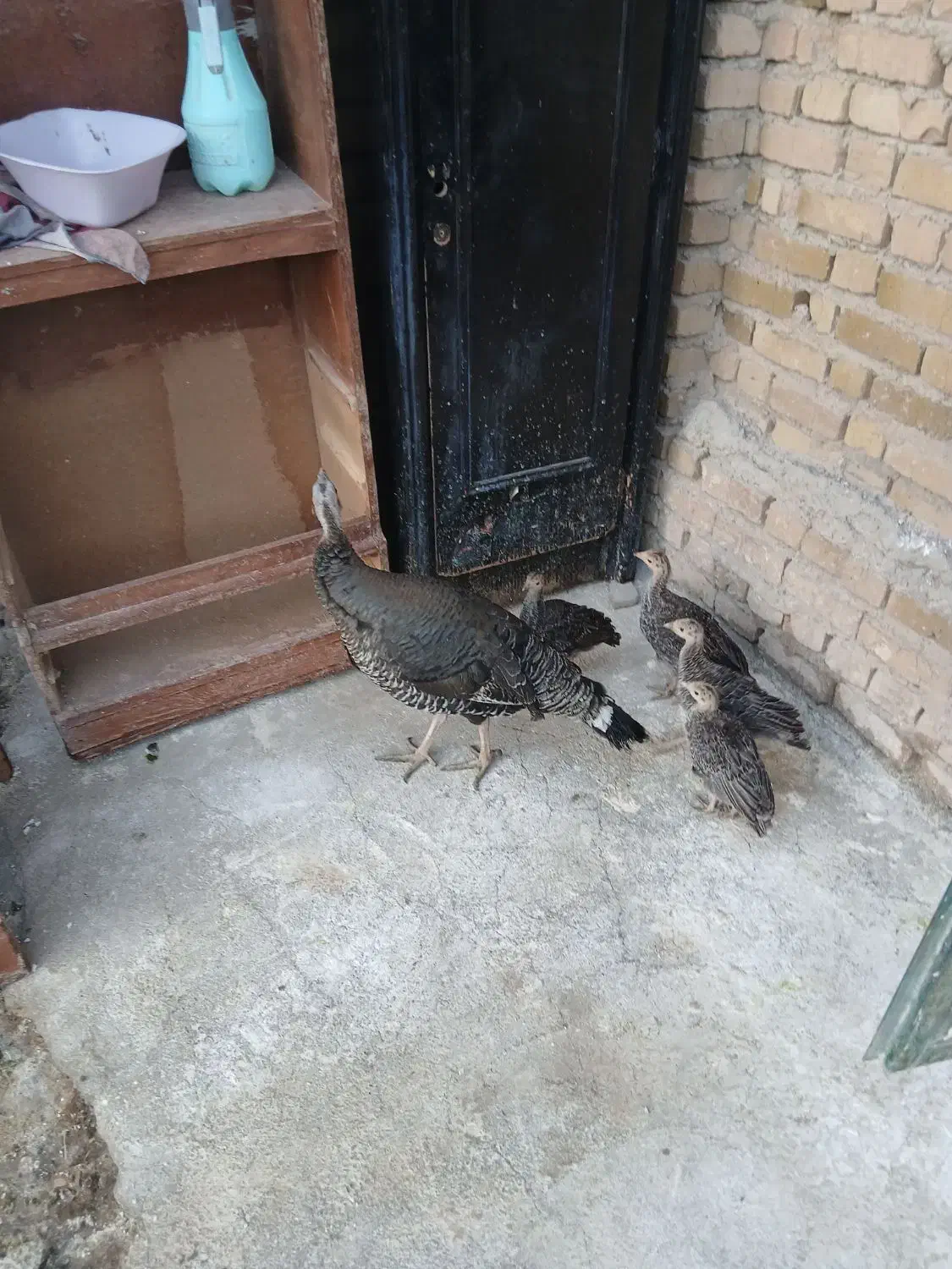 بوقلمون|حیوانات مزرعه|بروجرد, |دیوار