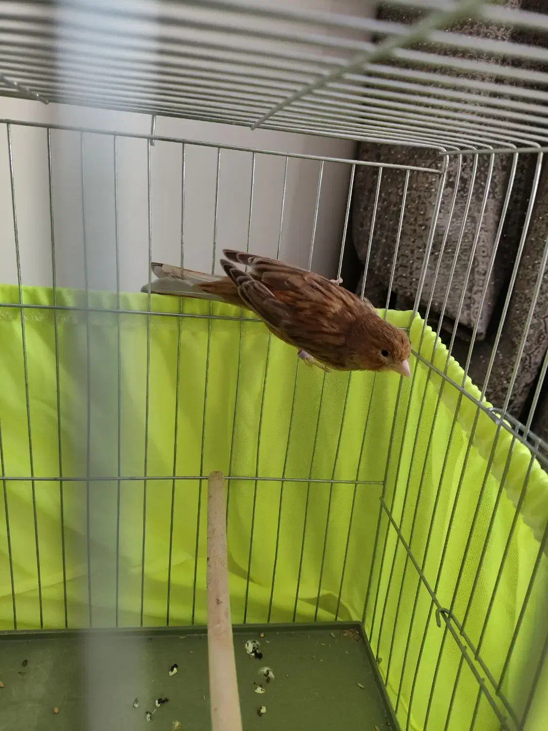 قناری نر مست مست بخونه بخون|پرنده|پردیس, فاز ۱۱|دیوار