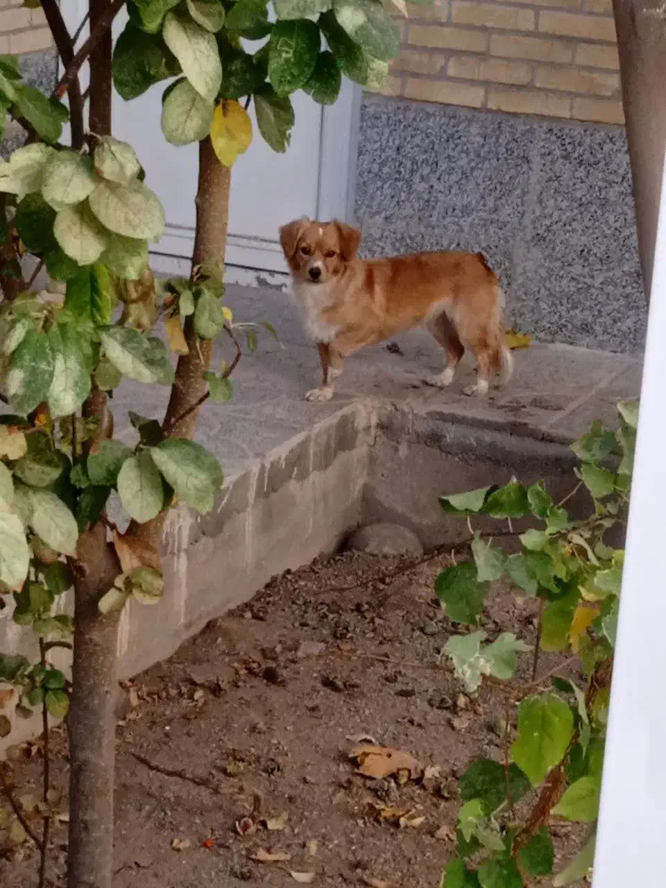 پامر روباهی|سگ|تفت, |دیوار