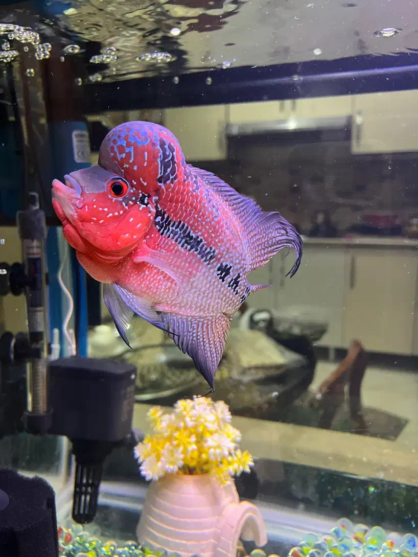 فلاور تایلندی بیگ هدنر|ماهی|تهران, حکیمیه|دیوار