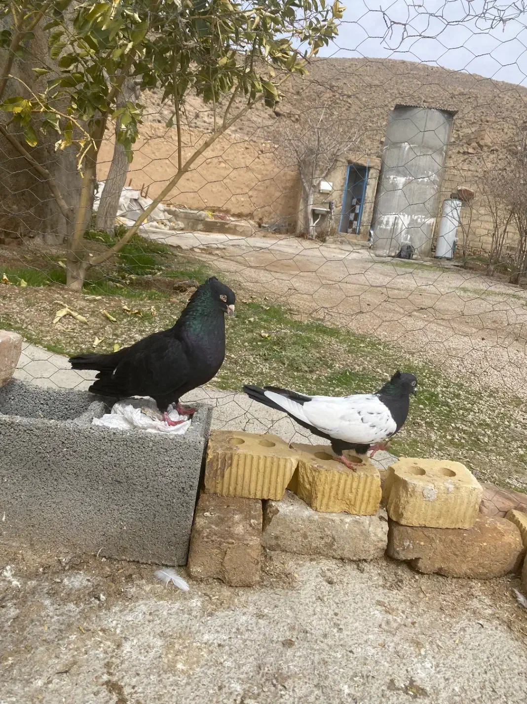 کفتر سینه|پرنده|مرودشت, شهرک مهدیه|دیوار