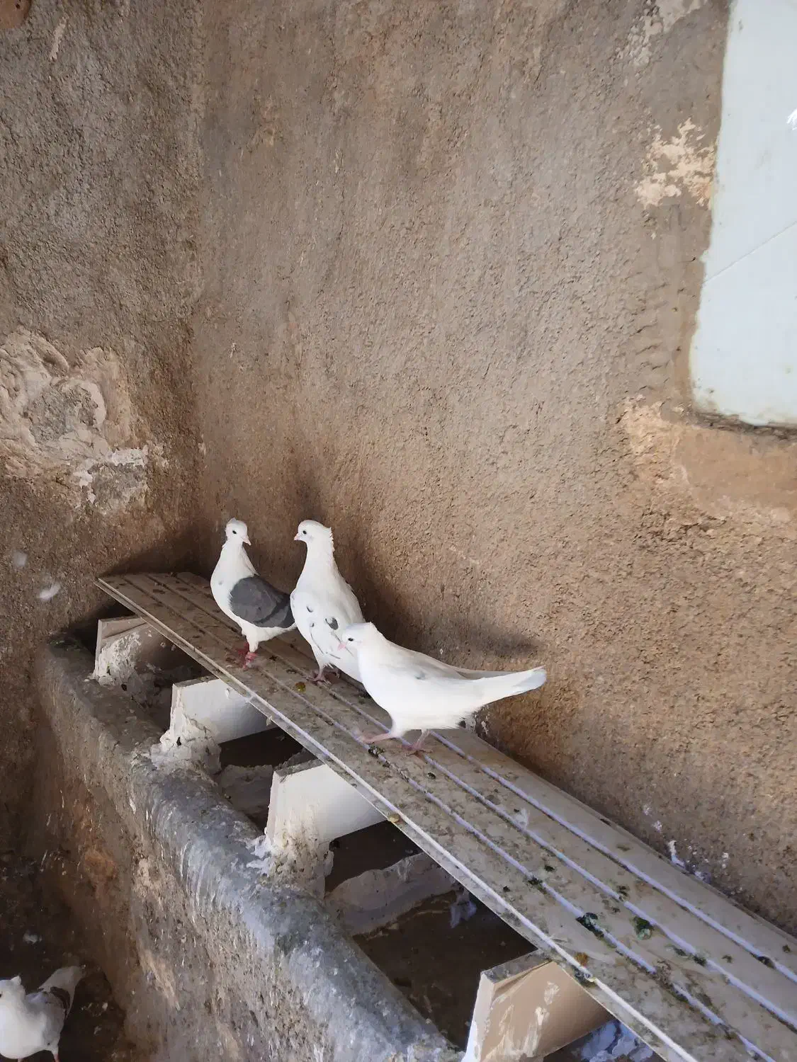 کبوتر|پرنده|چگنی, |دیوار