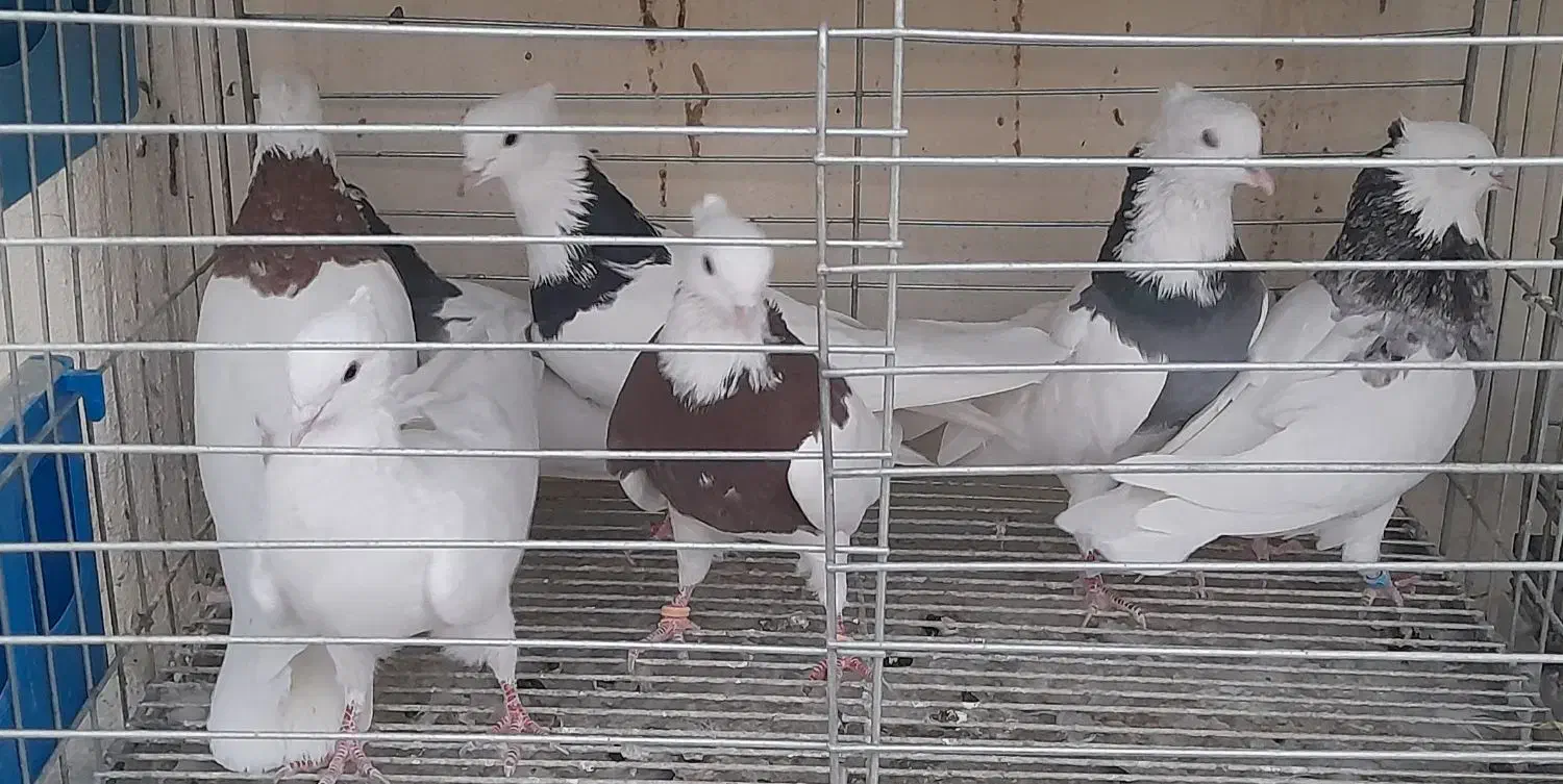 طوقی نر|پرنده|مبارکه, |دیوار