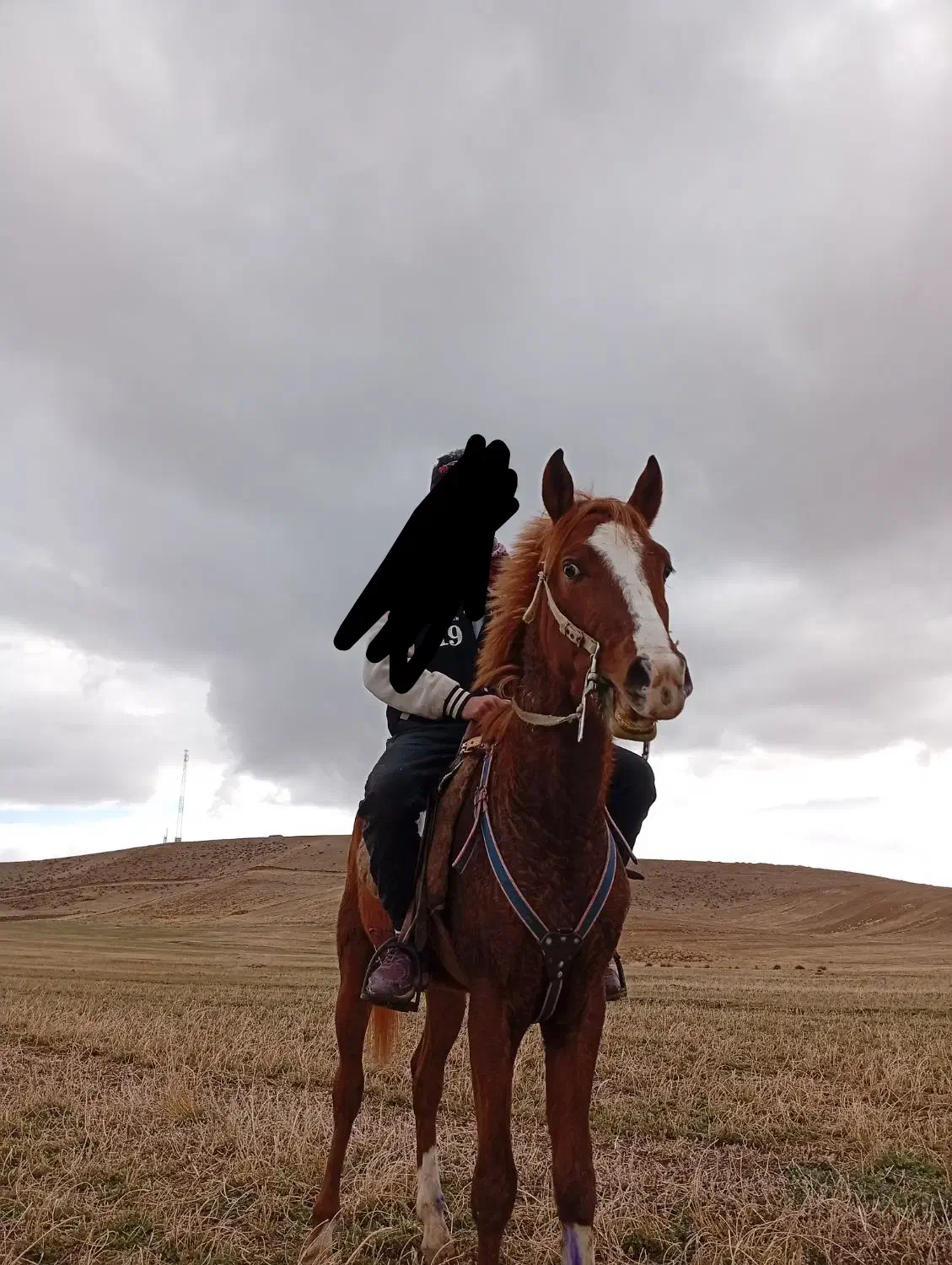 اسب عرب دره‌شوری|اسب و تجهیزات اسب‌سواری|بیرانوند, |دیوار