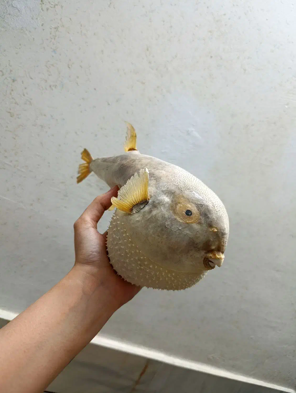 بادکنکی|کلکسیون اشیاء عتیقه|اصفهان, سرچشمه|دیوار