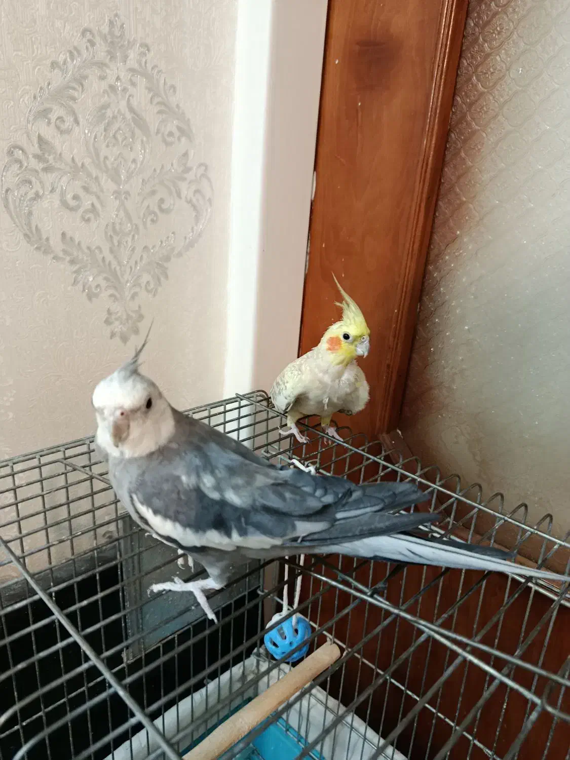 عروس هلندی|پرنده|تهران, هفده شهریور|دیوار