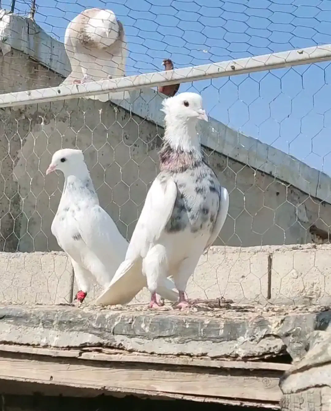 کبوتر طوقی  دهلران|پرنده|ایلام, |دیوار