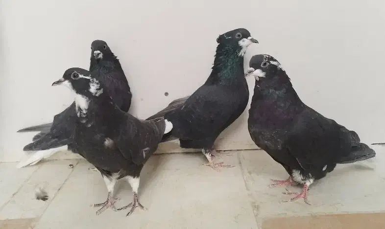 کبوتر دم سفید|پرنده|فولادشهر, A2|دیوار