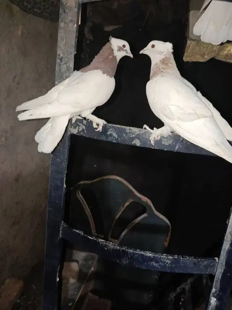 فروش طوقی.|پرنده|کوار, |دیوار