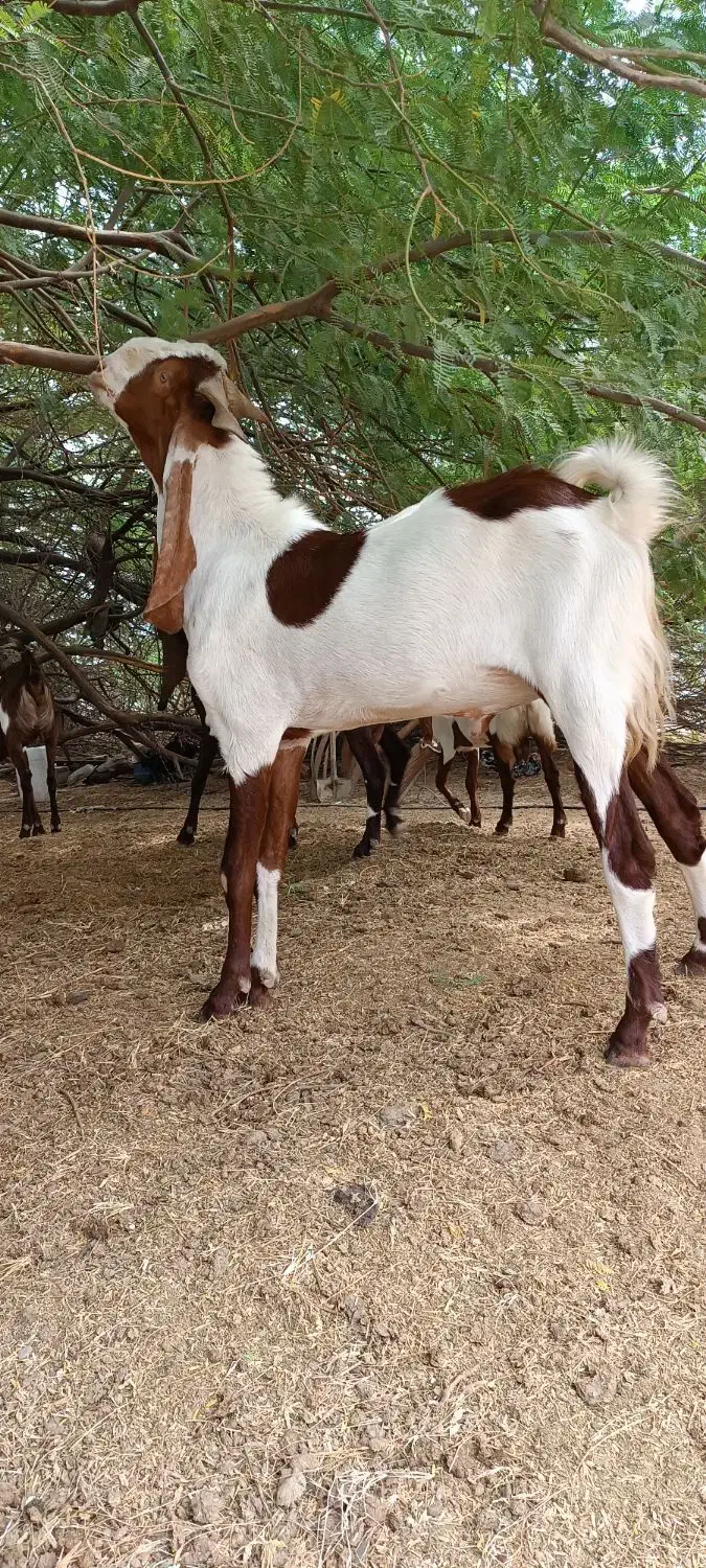 نری پاکستانی دوساله|حیوانات مزرعه|شمیل, |دیوار