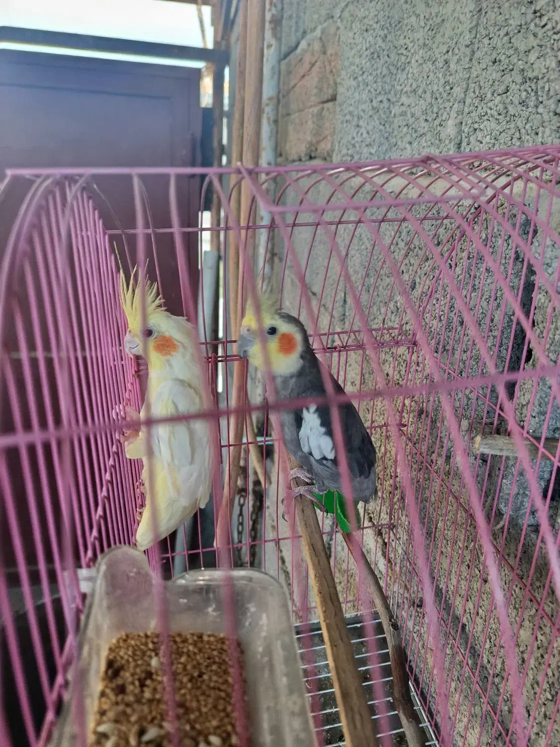 عروس هلندی|پرنده|سیمین شهر, |دیوار