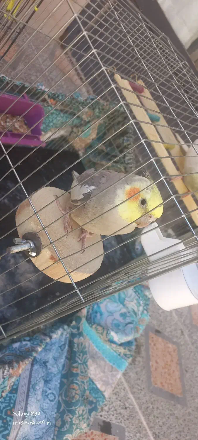 یک جفت عروس هلندی سخنگو|پرنده|اصفهان, شاهد|دیوار