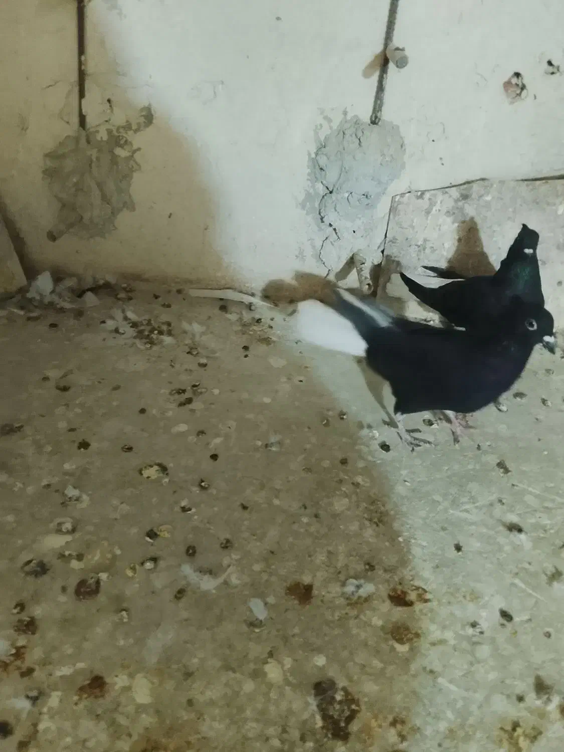 دوتا‌دومصفید‌سیاه‌ماده|پرنده|بجنورد, |دیوار