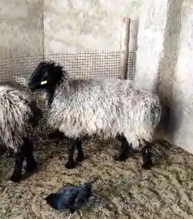 گوسفند میش 11عدد با بره و یک قوچ درجه یک|حیوانات مزرعه|ششده و قره بلاغ, |دیوار