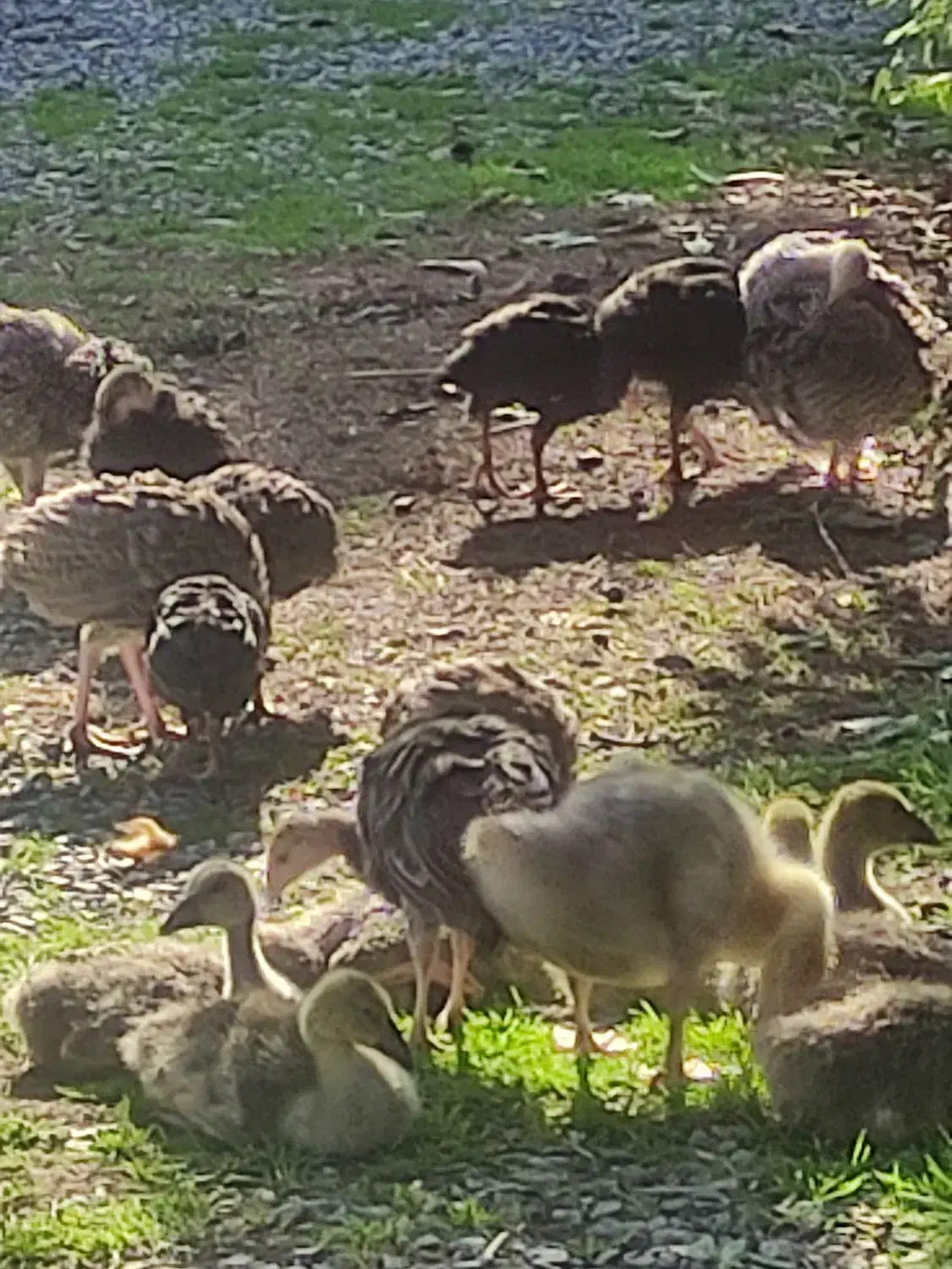 فروش تعدادی طیور|حیوانات مزرعه|زرگرشهر, |دیوار