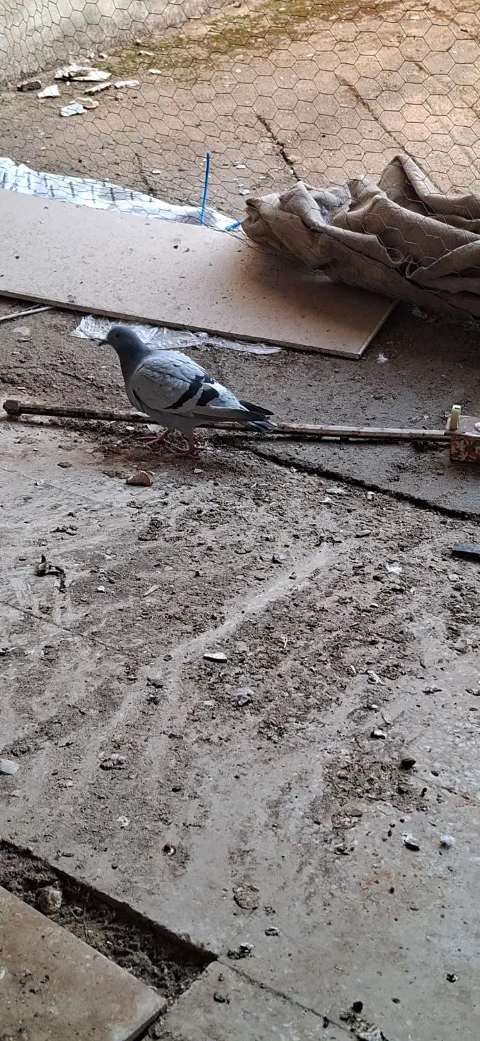 کبوتر پلاکی ابلغ و بنک وسبز|پرنده|یاسوج, |دیوار