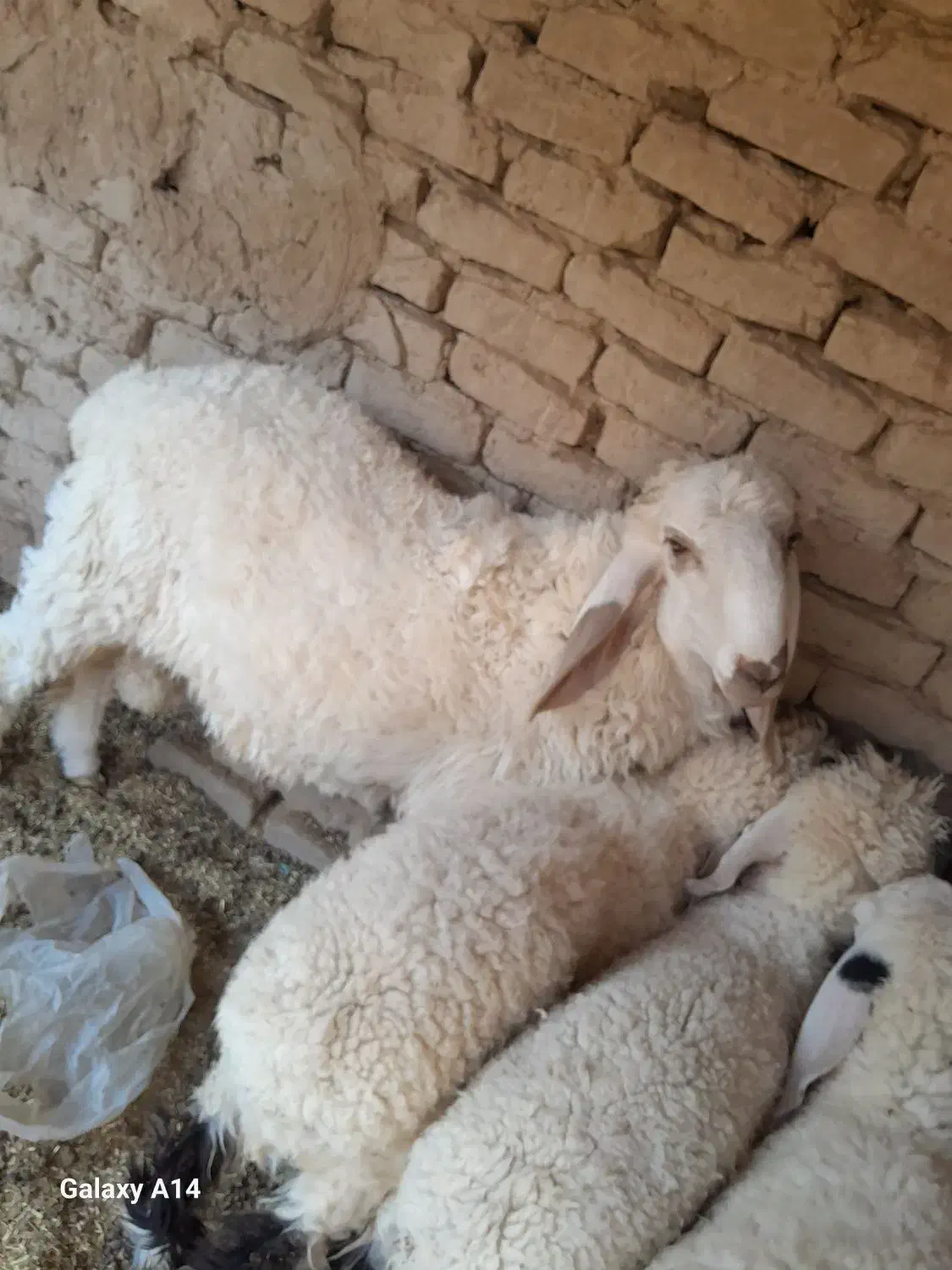 یه قوچ دورگه مخصوص نگهداری|حیوانات مزرعه|هیرمند, |دیوار