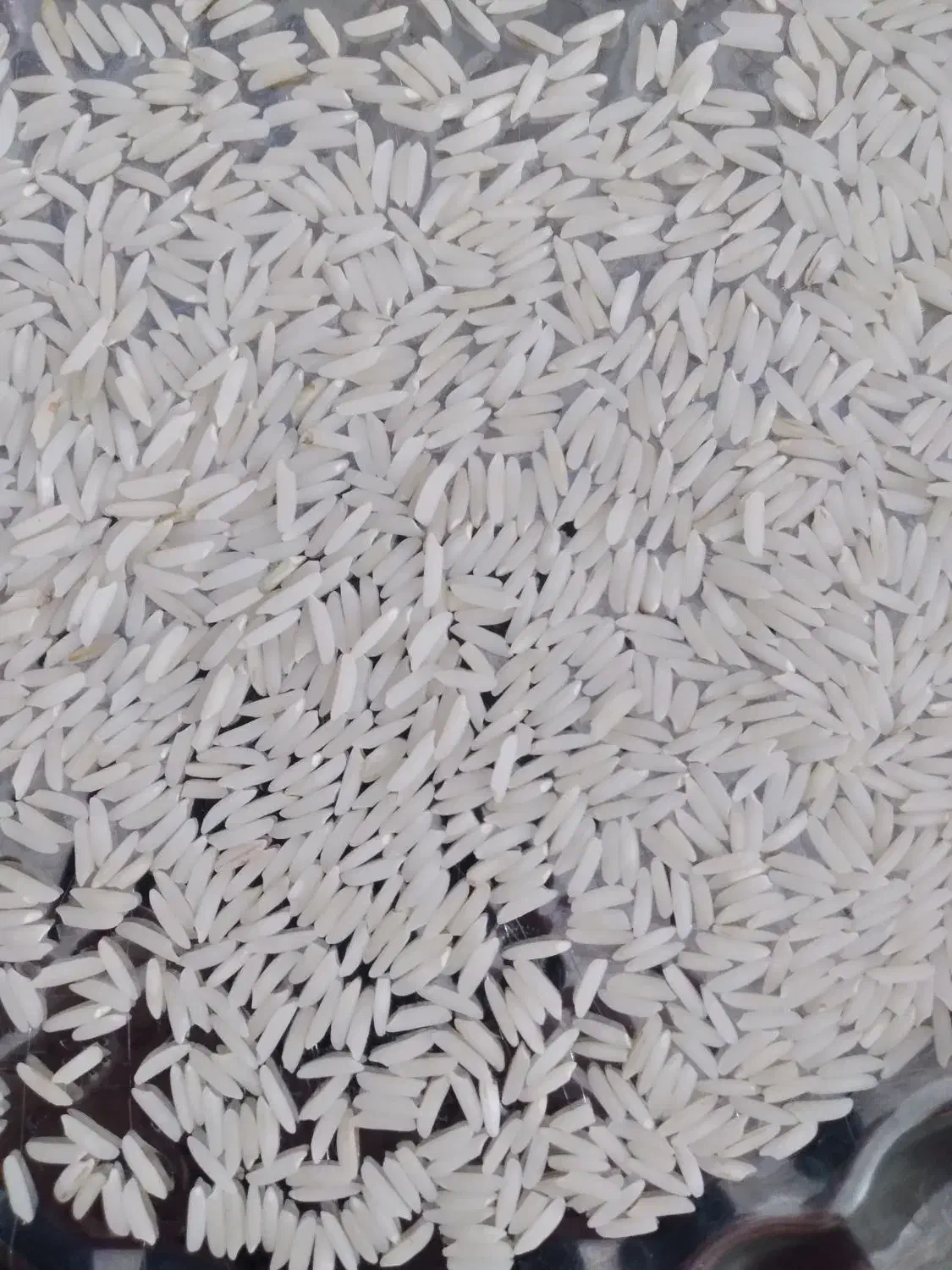 برنج صدری|عمدهفروشی|رشت, باهنر|دیوار