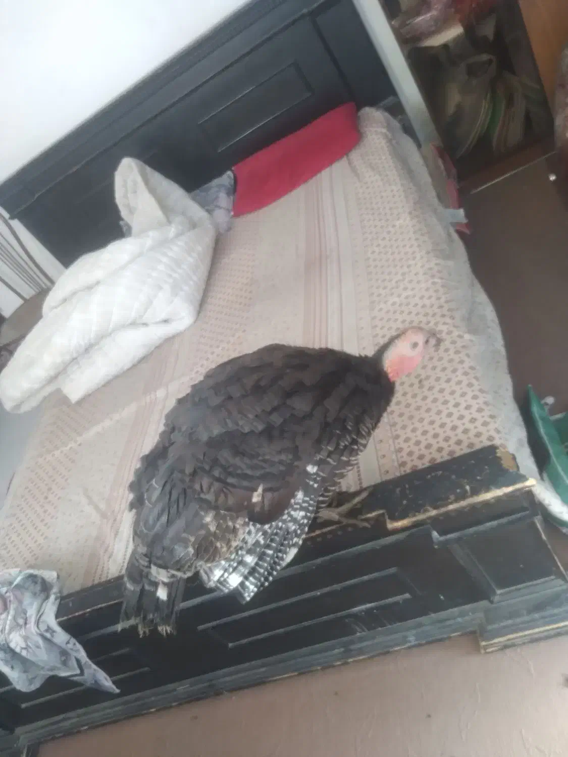 بقلمون|پرنده|مشهد, شهرک رازی (شهرک غرب)|دیوار