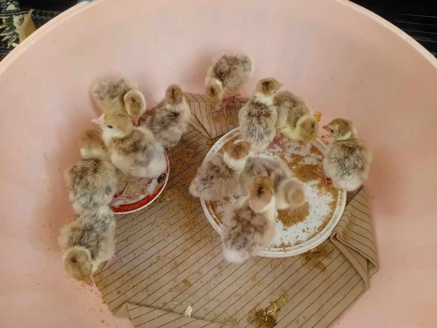 جوجه بوقلمون بوربون آلمانی|حیوانات مزرعه|سیلاخور, |دیوار