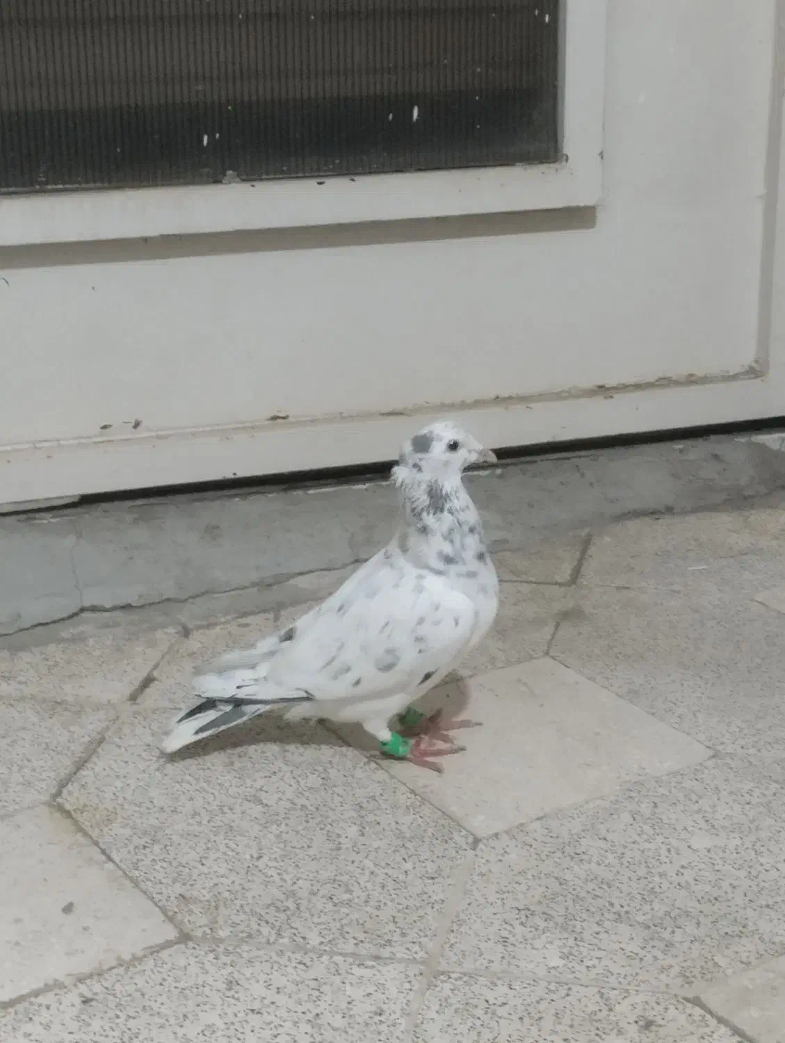 پرشی|پرنده|سبزوار, هویزه|دیوار